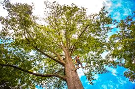 Best Tree Trimming and Pruning  in Spinnerstown, PA