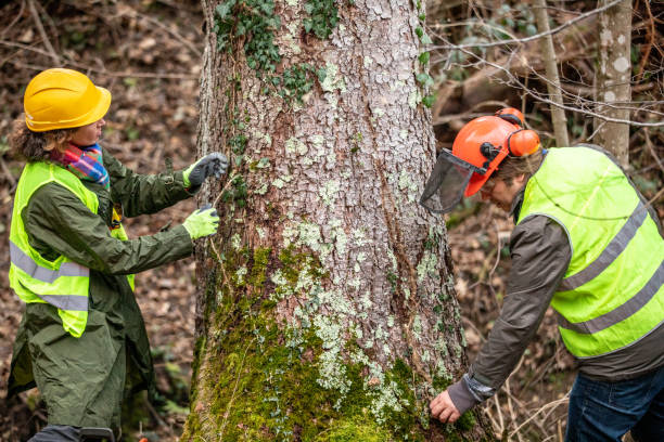 Best Arborist Consultation Services  in Spinnerstown, PA