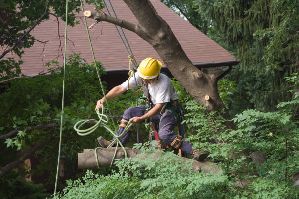 Best Root Management and Removal  in Spinnerstown, PA