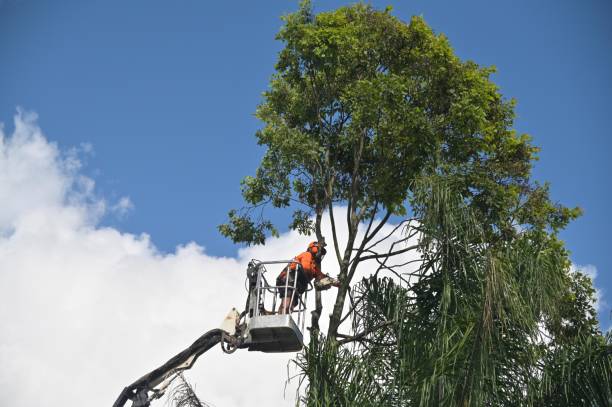 Best Tree Removal  in Spinnerstown, PA