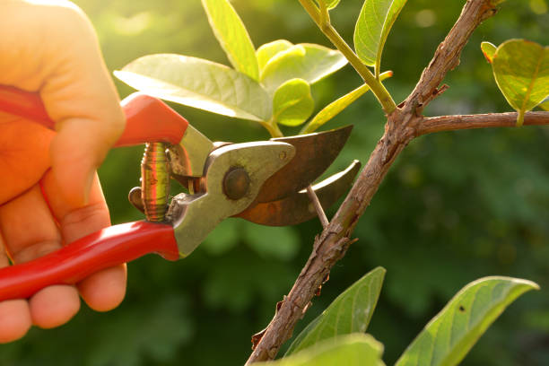 Best Tree and Shrub Care  in Spinnerstown, PA